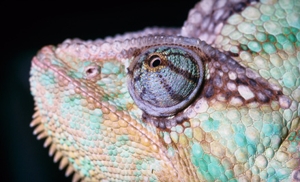 Up to 67% Off Reptile Zoo Visit for Up to 10 
