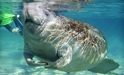 Snorkel-with-manatees3_sidedeal
