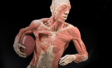 Up to Half Off "Bodies…The Exhibition" Visit